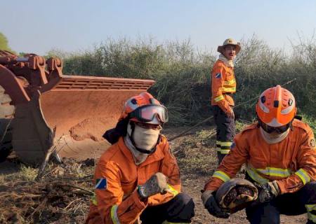 Com atuação no combate a incêndios florestais, Bombeiros também buscam por animais silvestres